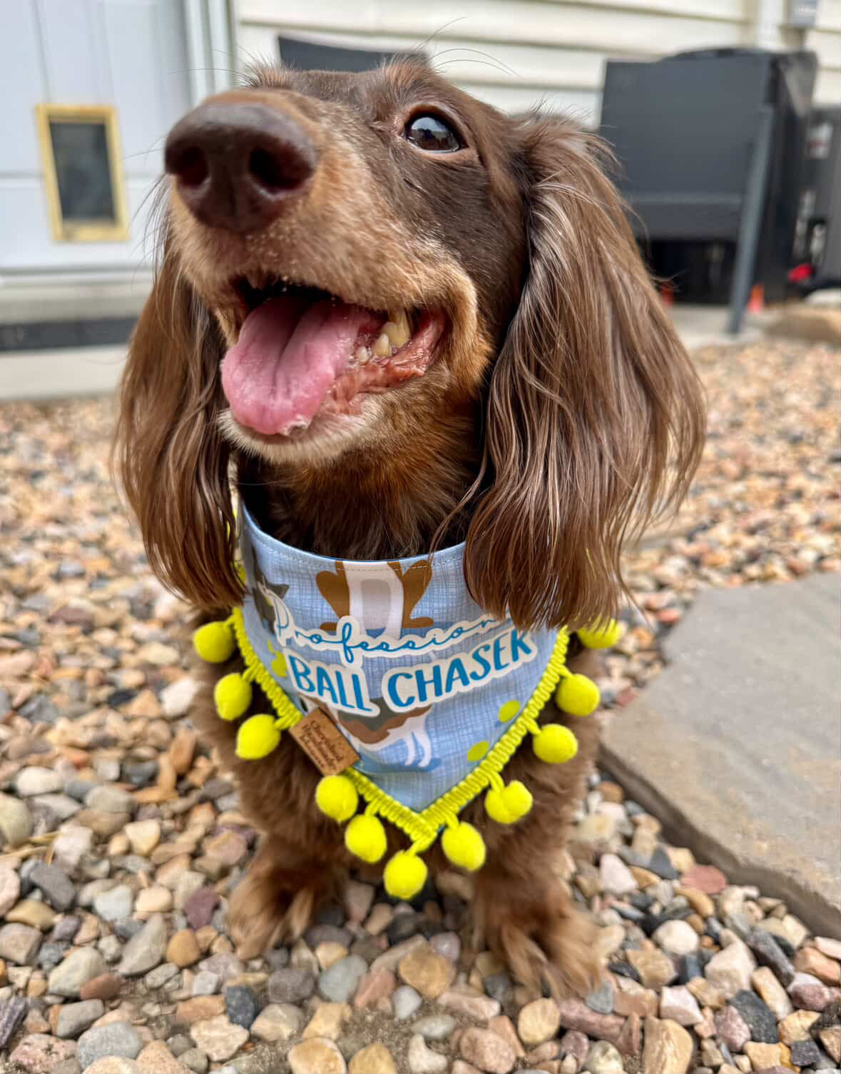 Sofie’s Fetch Fantastic Reversible Bandana