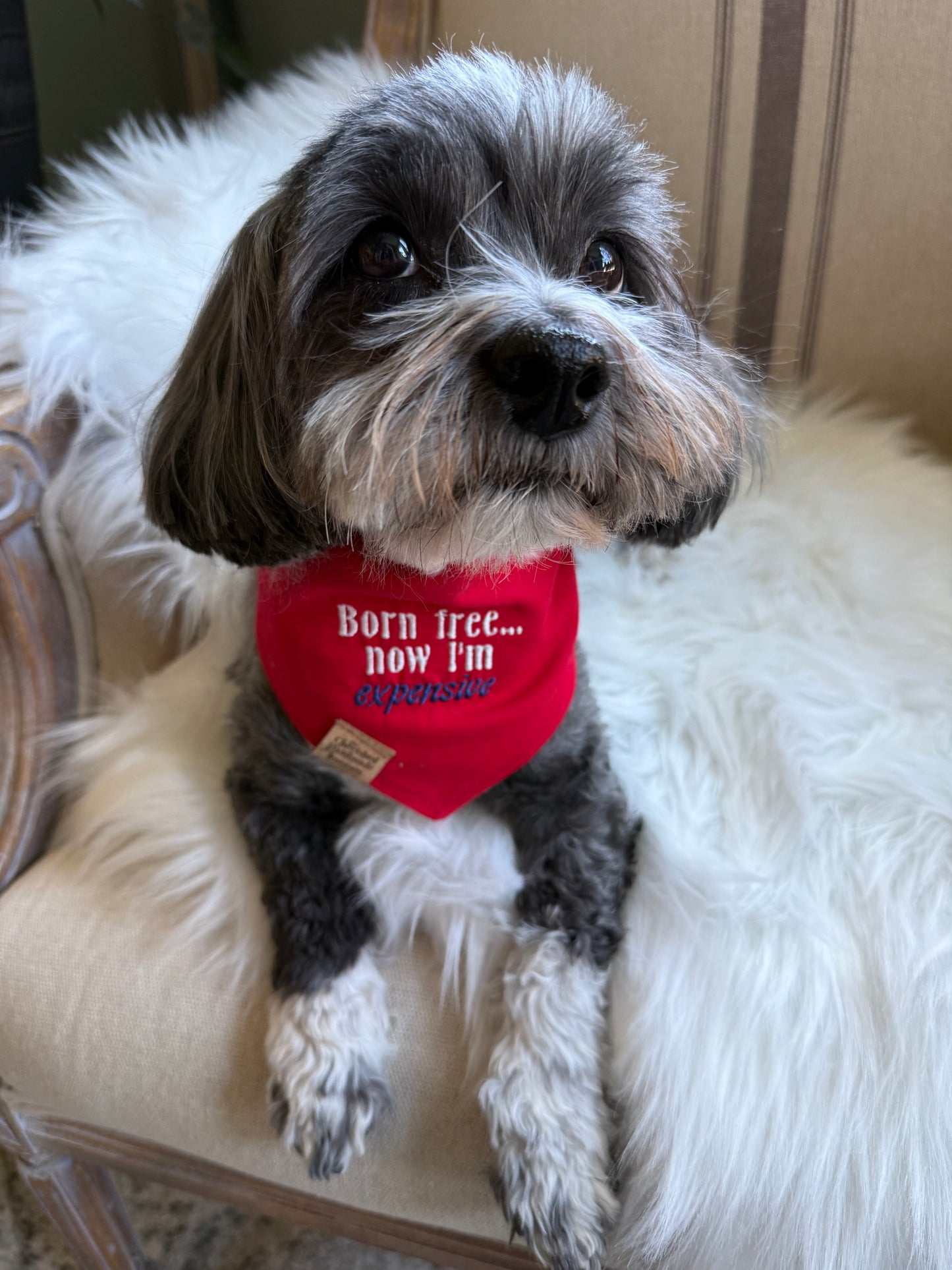 Born Free & Boujee Reversible Bandana